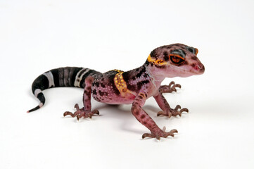 Hainan-Krallengecko // Chinese cave gecko (Goniurosaurus hainanensis)