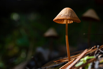 Fototapeta premium one small brown mushroom lit by the sun on the background of a dark forest