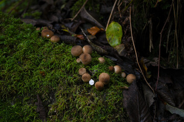 Champignons sur mousse