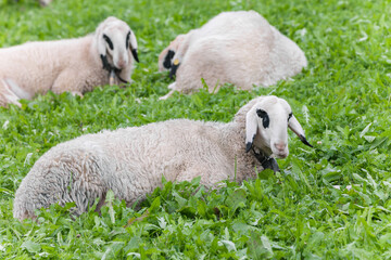 Obraz premium Brillenschaf sheep in an Italian mountain pasture