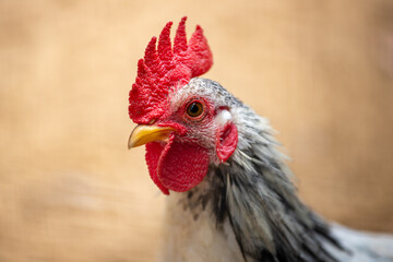 Portrait of young plymouth rock rooster (Barred Rock rooster)