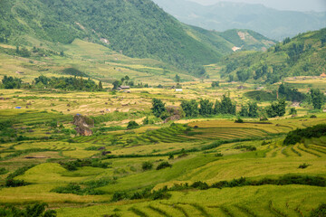 Terraced rice fields in Y ty, Sapa, Laocai, Vietnam prepare the harvest