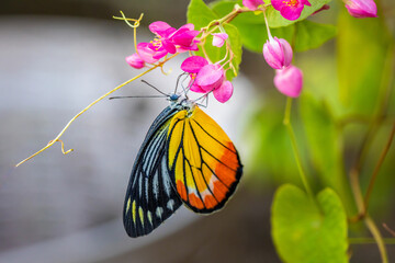 Orange-yellow butterfly are sucking nectar from pink flowers against a blurry background.