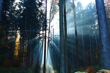 Light In A Forest