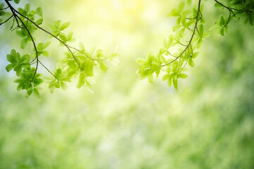 Nature of green leaf in garden at summer. Natural green leaves plants using as spring background cover page greenery environment ecology wallpaper