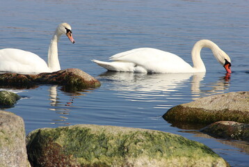 Two snow-white swans are floating on the water. Waterfowl.