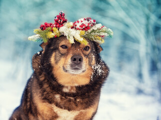 Portrait of a dog outdoors in winter. The dog  wearing a red Christmas wreath