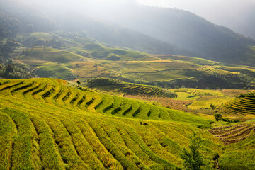 Terraced rice fields in Y ty, Sapa, Laocai, Vietnam prepare the harvest