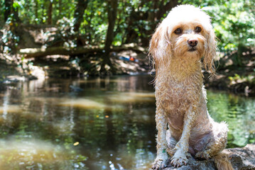 川で寛ぐキャバプー