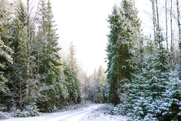 Winter forest view on a clear day.