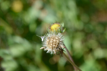 Blanket flower Burgunder