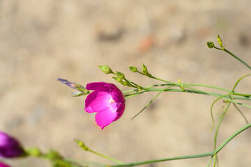 Purple poppy-mallow
