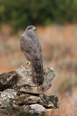 Northern goshawk adult female on a cork oak trunk with the last lights of an autumn day in a forest of oaks, pines and cork oaks