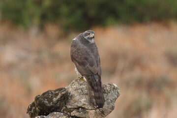 Northern goshawk adult female on a cork oak trunk with the last lights of an autumn day in a forest of oaks, pines and cork oaks