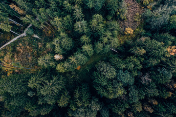 Drohnenfoto Wald von oben 