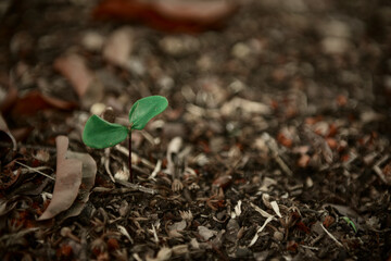 Young trees growing on the ground of rainforest, New life nature background