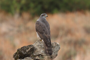 Northern goshawk adult female on a cork oak trunk with the last lights of an autumn day in a forest of oaks, pines and cork oaks
