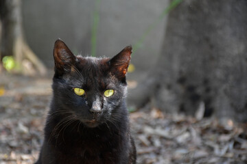 目力が強い畦道にいる黒猫（野良猫）