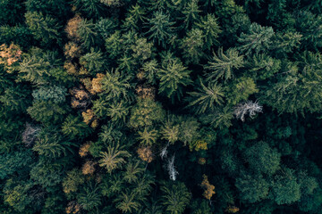 Fototapeta premium Drohnenfoto Wald von oben