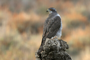 Northern goshawk adult female on a cork oak trunk with the last lights of an autumn day in a forest of oaks, pines and cork oaks