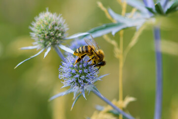 bee collecting nectar from a thorny wildflower close-up