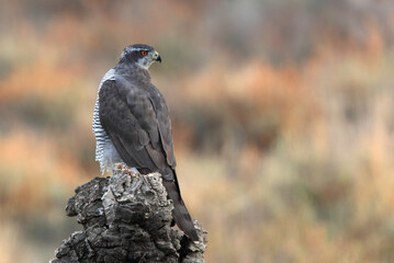 Northern goshawk adult female on a cork oak trunk in a pine, oak and cork oak forest in autumn with the last light of day