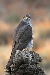 Northern goshawk adult female on a cork oak trunk with the last lights of an autumn day in a forest of oaks, pines and cork oaks