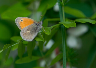 Fototapeta premium orange butterfly sits on a green leaf