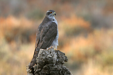 Northern goshawk adult female on a cork oak trunk with the last lights of an autumn day in a forest of oaks, pines and cork oaks