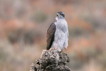 Northern goshawk adult female on a cork oak trunk with the last lights of an autumn day in a forest of oaks, pines and cork oaks