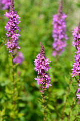 Purple loosestrife