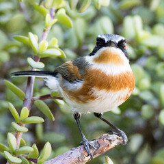 Addo Elephant National Park: female Cape Batis