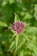 Hemp agrimony