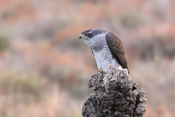 Northern goshawk adult female on a cork oak trunk in a pine, oak and cork oak forest in autumn with the last light of day