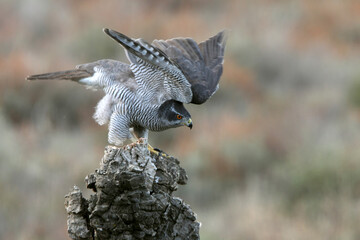 Northern goshawk adult female on a cork oak trunk in a pine, oak and cork oak forest in autumn with the last light of day