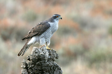 Northern goshawk adult female on a cork oak trunk in a pine, oak and cork oak forest in autumn with the last light of day