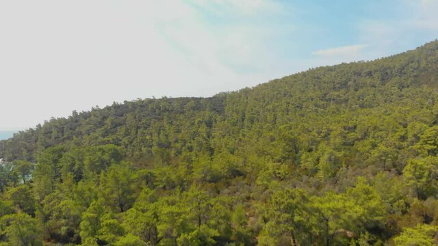 Aerial view over tree tops, Natural forest background in the summer time in Didim, Aegean side of Turkey