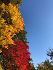 Fototapeta premium 가을 하늘