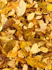 autumn leaves background