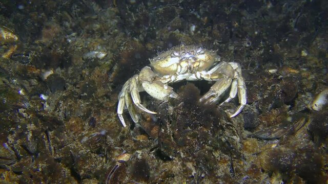 Rare moment behavior: Green crab or Shore crab (Carcinus maenas) scratching the back per shells on the seabed, and then exits the frame.