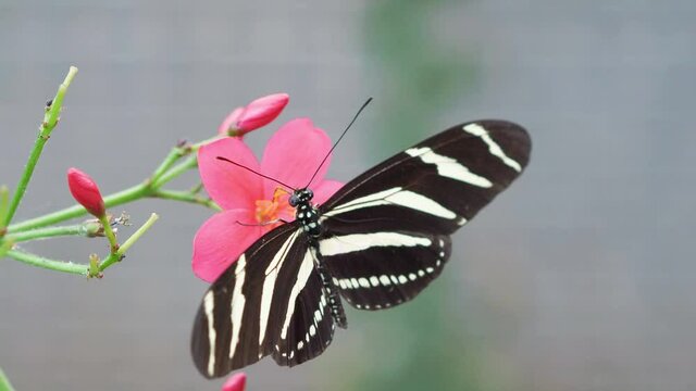 Butterfly on the flower in 4k slow motion 60fps
