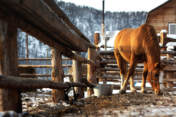 red horse in the paddock on a sunny winter morning against the background of snow-capped mountains