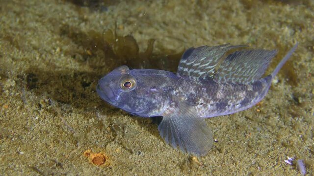 Male Black goby (Gobius niger) on the seabed.