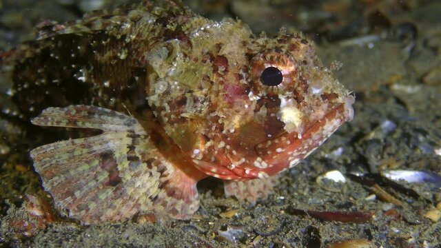 Black scorpionfish (Scorpaena porcus) of bright color lies on the seabed, then leaves the frame.