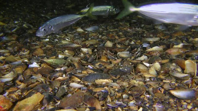 A flock of commercial fish Mediterranean horse mackerel (Trachurus mediterraneus) swims near the bottom in search of food.