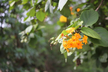 인도네시아 아침(Indonesia morning)