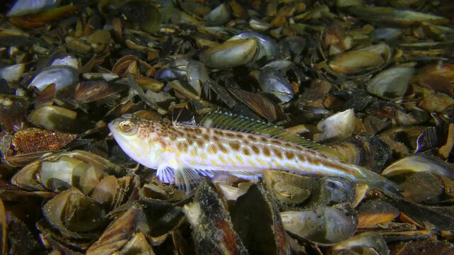 The noxious fish Greater weever (Trachinus draco) unfolded its fins.