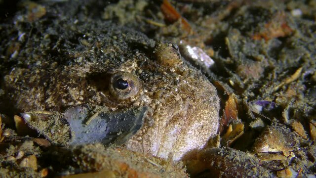 Sea fish Atlantic stargazer (Uranoscopus scaber) lies on the seabed, half buried in the ground, close-up.
