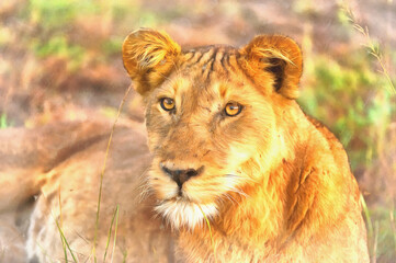 Lion colorful painting, Pantera Leo, Queen Elizabeth National Park, Uganda.