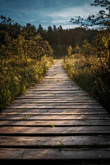 A wooden path through the swamp early fall morning
